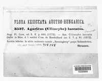Laccaria laccata image